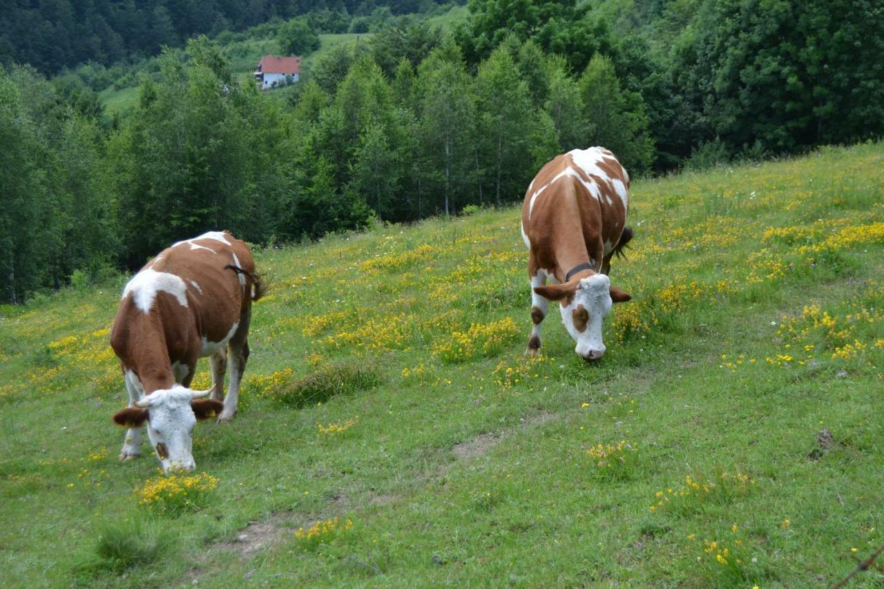 Turizam Koturovic Bed and Breakfast Ivanjica Exteriör bild
